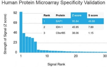 Analysis of HuProt(TM) microarray containing more than 19,000 full-length human proteins using BAP1 
