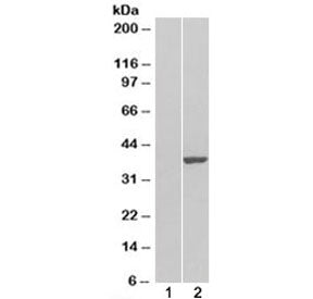 GRAP2 Antibody