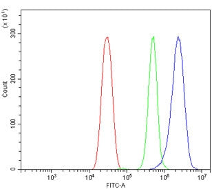 Cyp1a2 Antibody