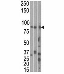 MARK1 Antibody