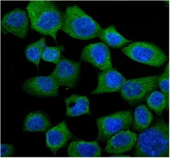 Immunofluorescent staining of FFPE human A431 cells with GRP94 antibody (green) and DAPI nuclear sta