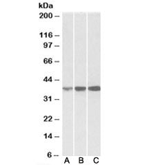 Western blot of human (A), mouse (B) and rat (C) spleen lysates with IDH3A antibody at 0.1ug/ml. Pre