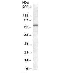 COL4A3BP Antibody