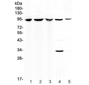 C7 Antibody / Complement component C7