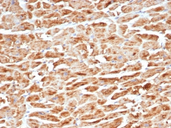 IHC staining of FFPE human heart tissue with recombinant SDHB antibody (clone SDHB/6697R). HIER: boi