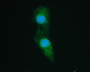 SHP2 Antibody / PTPN11, 100ug