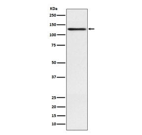Involucrin Antibody