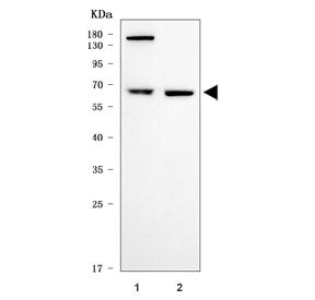 Western blot testing of human 1) HeLa and 2) Jurkat cell lysate with ASC1 antibody. Predicted molecu