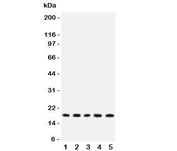 IL-2 Antibody