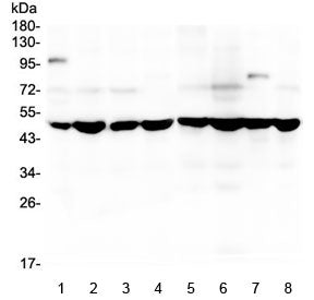 SF3B4 Antibody / Splicing factor 3B subunit 4
