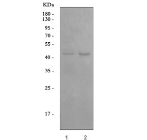 Angiopoietin-like 4 Antibody / ANGPTL4