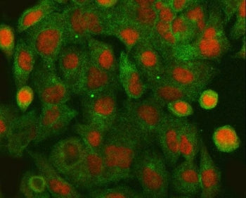 Immunofluorescent staining of FFPE human A549 cells with HLTF antibody (red) and Alpha Tubulin mAb (