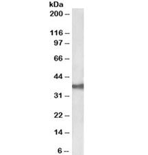 Western blot testing of CACO-2 lysate with EpCAM antibody at 0.03ug/ml. Expected molecular weight: ~