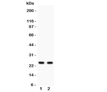 Rab3A Antibody