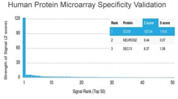 Analysis of HuProt(TM) microarray containing more than 19,000 full-length human proteins using SOX9 