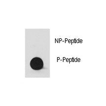 Dot blot analysis of phospho-Src antibody. 50ng of phos-peptide or nonphos-peptide per dot were spot