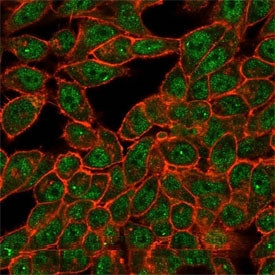 Immunofluorescent staining of PFA-fixed human HeLa cells using CELF2 antibody (green) and phalloidin