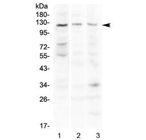 TLR3 Antibody