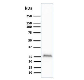 PGP9.5 / UchL1 Antibody
