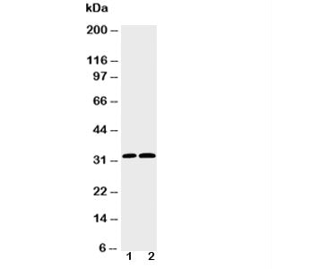 Caspase-3 Antibody