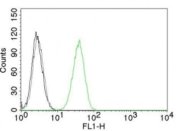 CD31 Antibody / PECAM-1