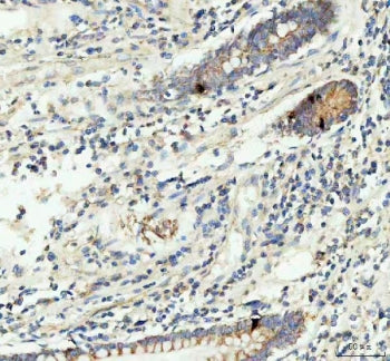 GIP Antibody / Gastric inhibitory polypeptide