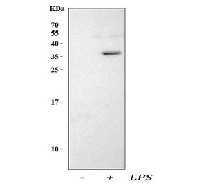 Western blot testing of lysate from LPS-treated and untreated mouse RAW264.7 cells using Interleukin