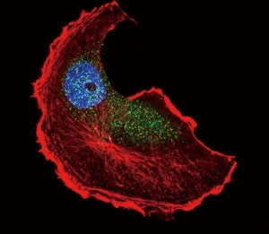 Phospho-TSC2 Antibody (pS1798)