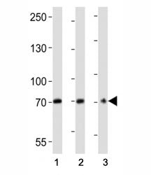 CD73 Antibody