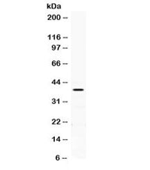PON2 Antibody