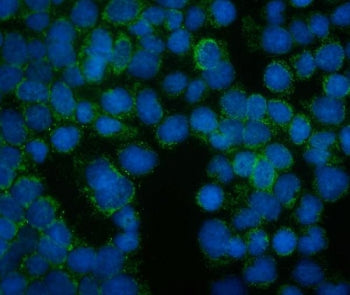Willin Antibody / FRMD6