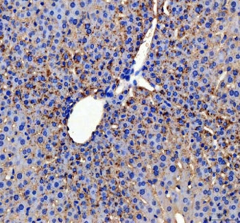 IHC staining of FFPE mouse liver tissue with APOC3 antibody. HIER: boil tissue sections in pH8 EDTA 