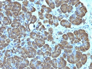Mitochondrial Marker Antibody