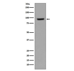 ICAM1 Antibody / CD54