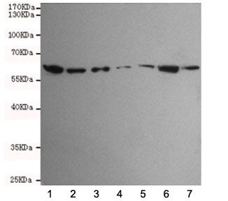 TAB1 Antibody