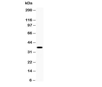 XRCC3 Antibody