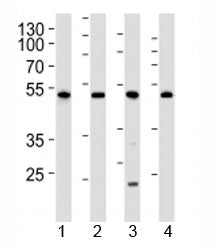 Cdk9 Antibody