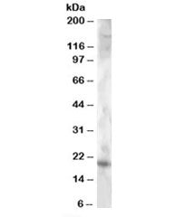 Cystatin F Antibody