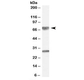 GPSM2 Antibody