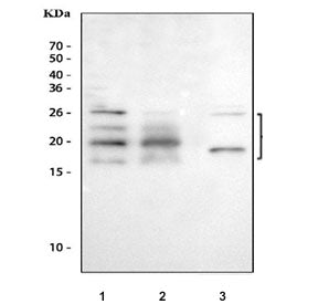 FGF2 Antibody