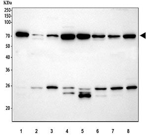 HSP70 Antibody