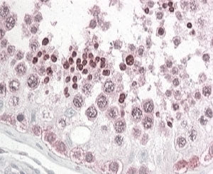 IHC testing of FFPE human testis with PATJ antibody at 4ug/ml. HIER: steamed with pH6 citrate buffer