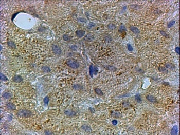 PEX13 Antibody