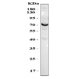 OPN Antibody / Osteopontin