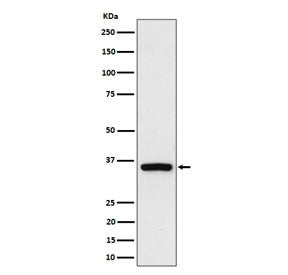 Western blot testing of human HEK293 cell lysate with Rad51D antibody. Predicted molecular weight ~3