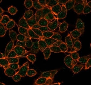 Immunofluorescent staining of PFA-fixed human HeLa cells using CBFB antibody (green, clone PCRP-CBFB