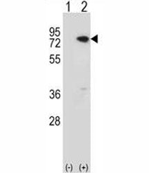 MeCP2 Antibody
