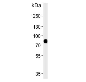 LRRC45 Antibody