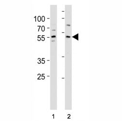 KLF4 Antibody