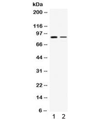 Western blot testing of 1) rat brain and 2) MCF7 lysate with SMURF1 antibody. Expected/observed mole